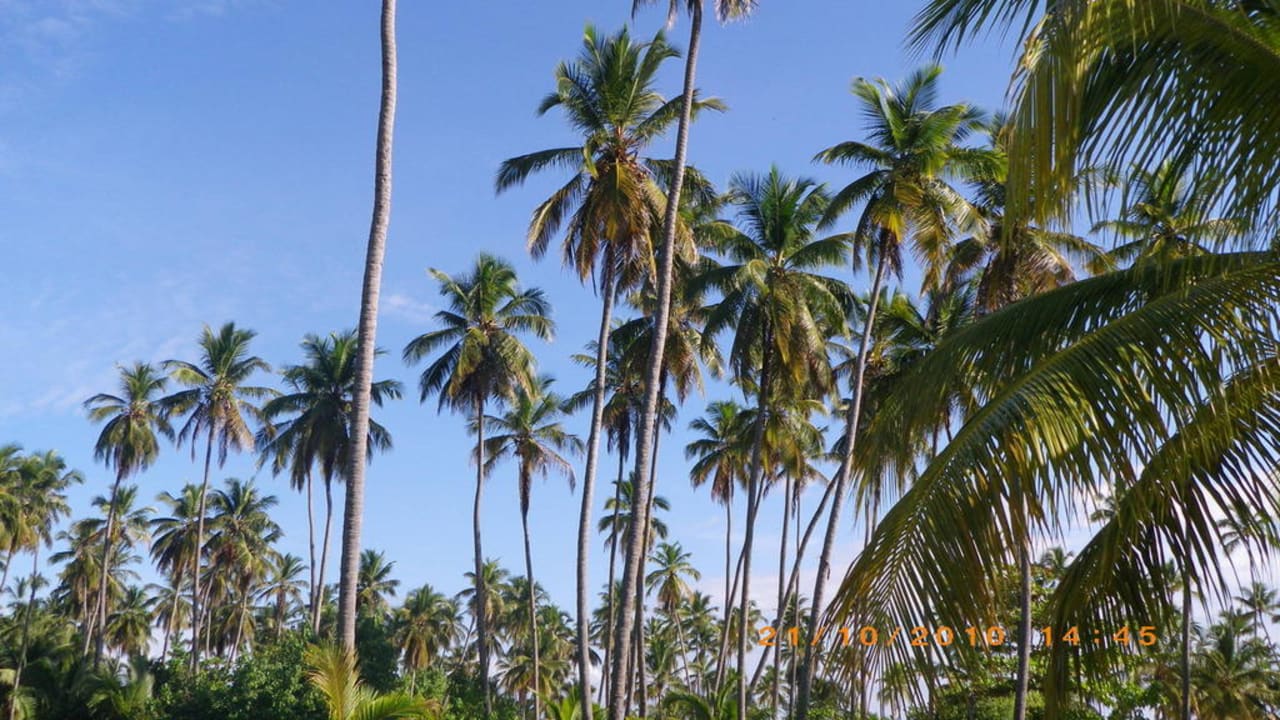 Viele Palmen am Strand Villas Bavaro Resort & Spa