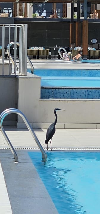 Pool JAZ Elite Amara
