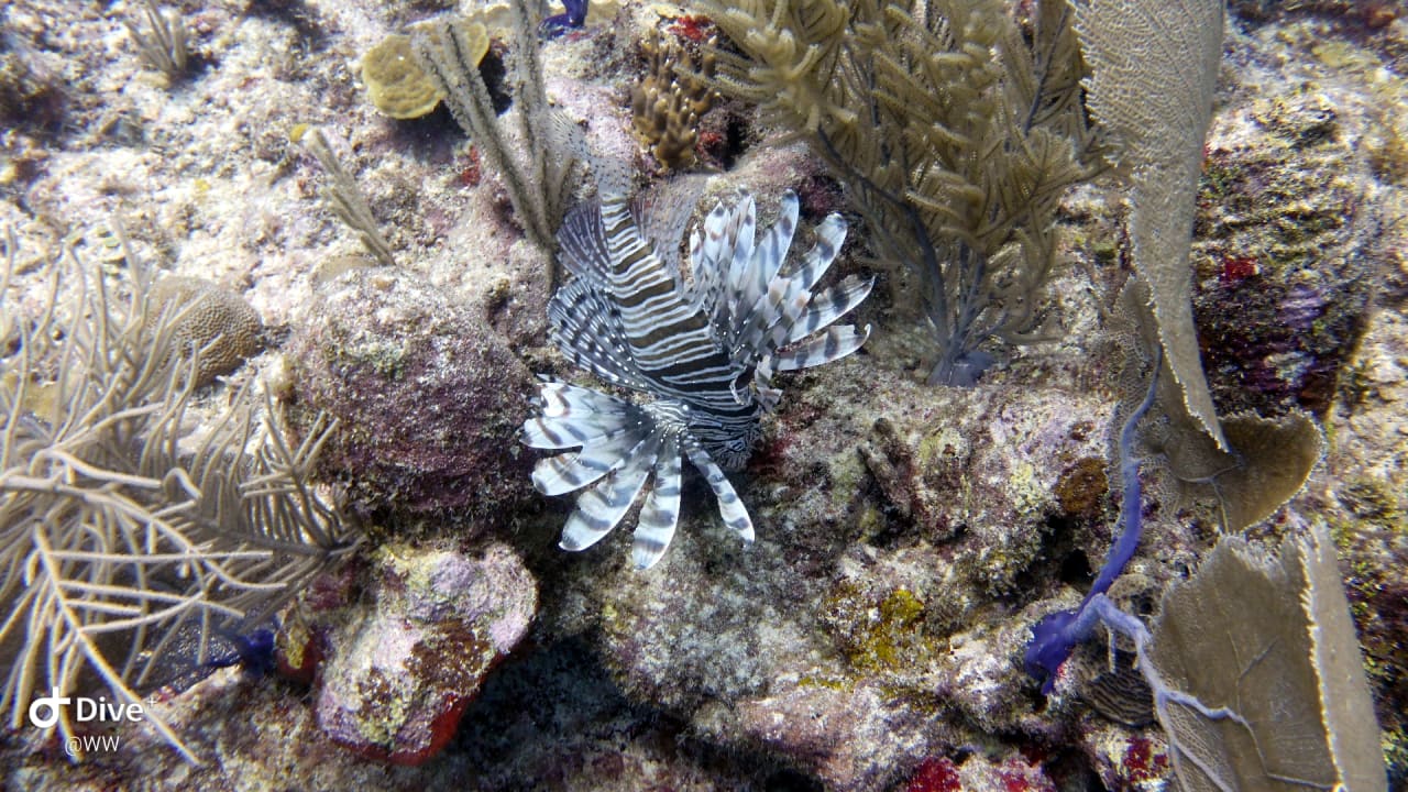 Sport & Freizeit Akumal Bay Beach & Wellness Resort