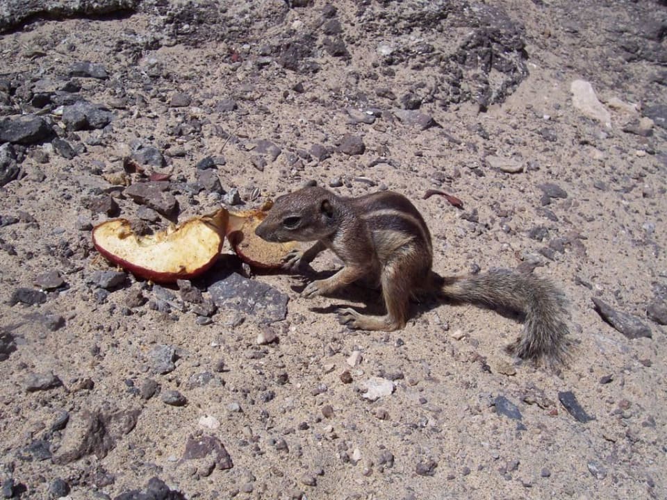 Streifenhörnchen H10 Tindaya