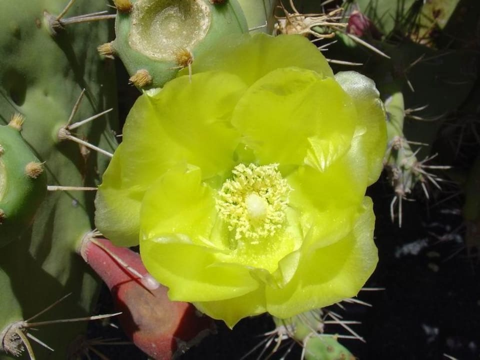 Calimera Playa Blanca SBH Hotel Royal Monica