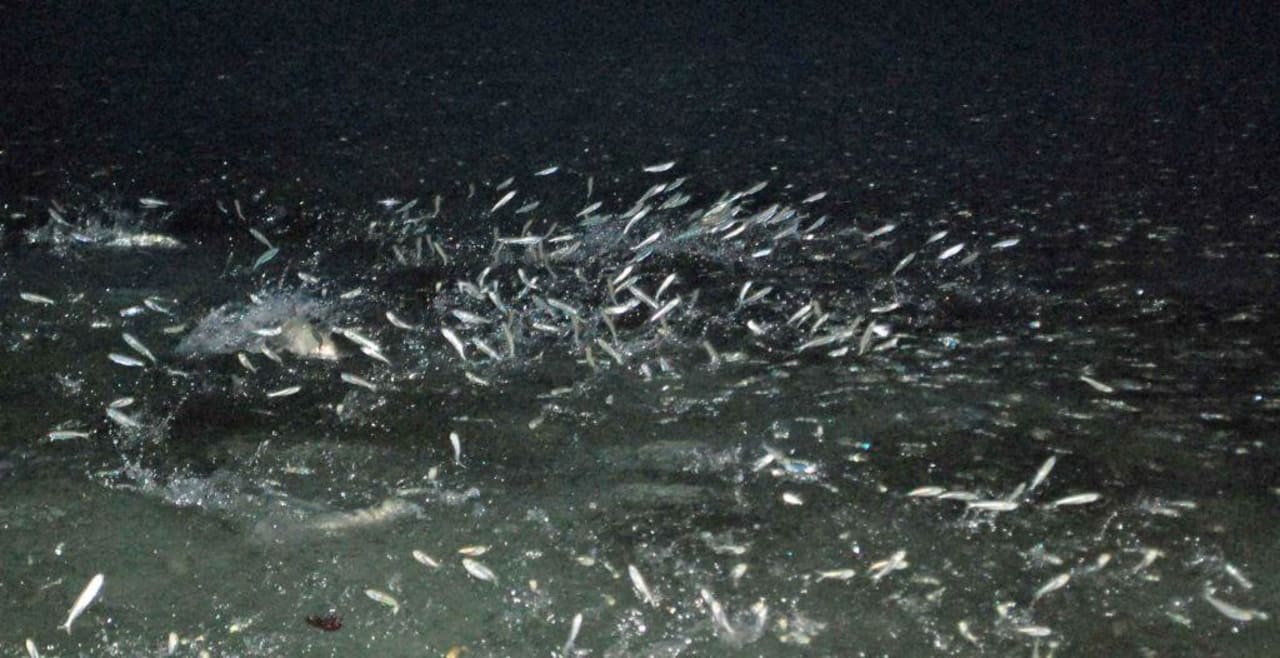 Fischspringen Summer Island Maldives