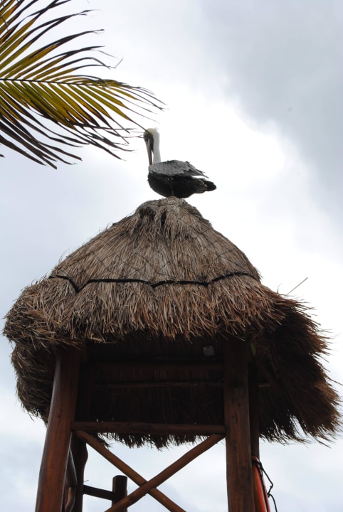 Pelikan TUI BLUE El Dorado Seaside Suites