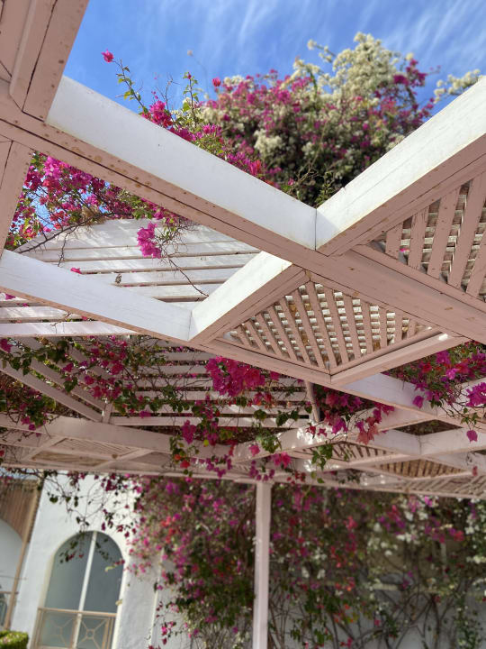 Gartenanlage Desert Rose