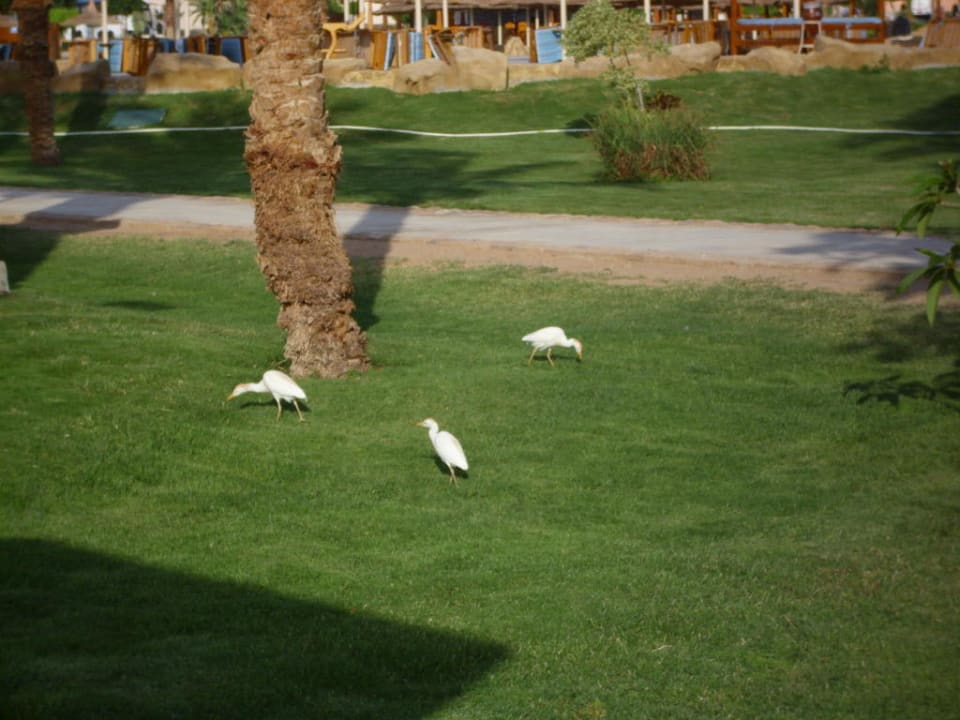 Альбатросики Beach Albatros Resort