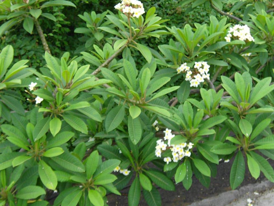 Pflanze La Palma Princess