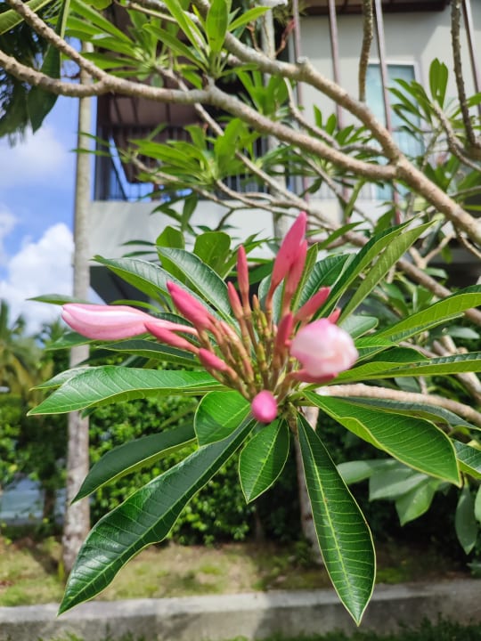 Gartenanlage The Waters Khao Lak by Katathani
