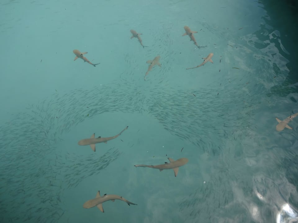 Kleine Riffhaie am Bootssteg Meeru Maldives Resort Island