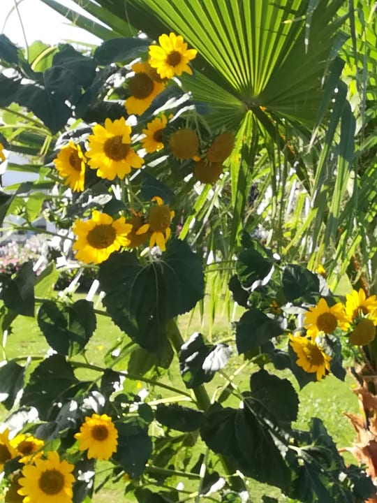 Gartenanlage Three Corners Equinox Beach Resort