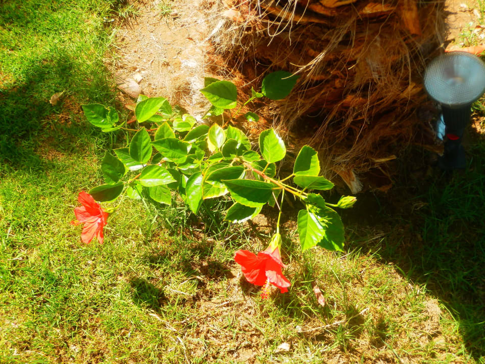 Вроде каркаде Shams Alam Beach Resort