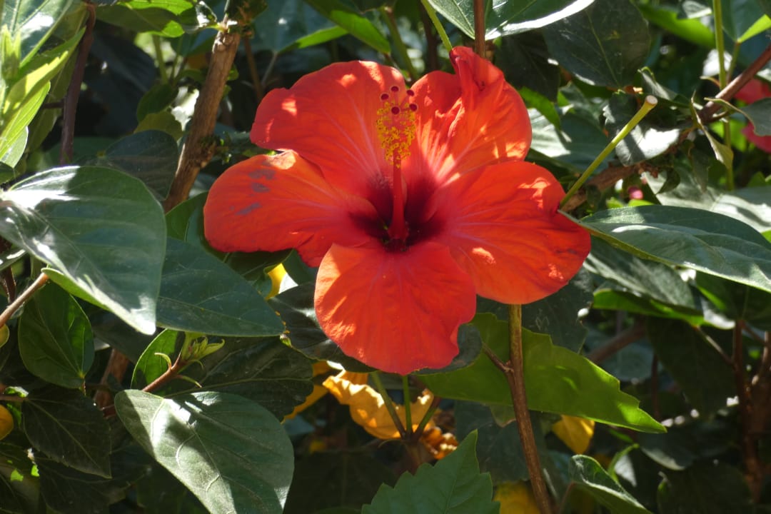 Gartenanlage Hane Family Resort