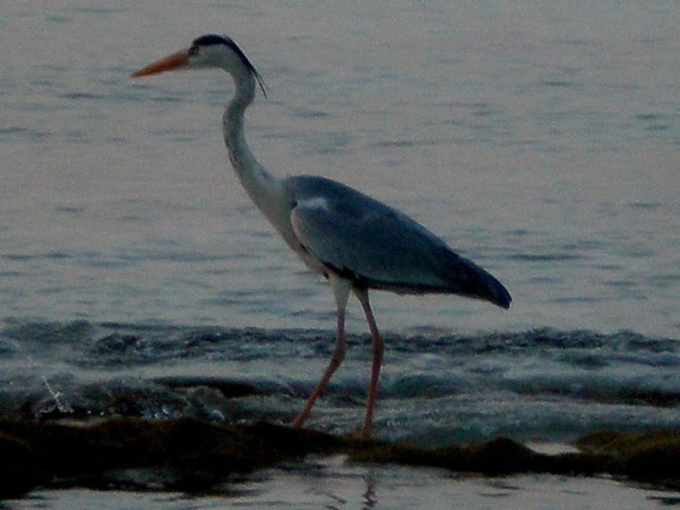 Fischreiher NH Collection Maldives Reethi Resort