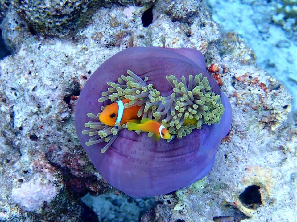 Sonstiges Filitheyo Island Resort