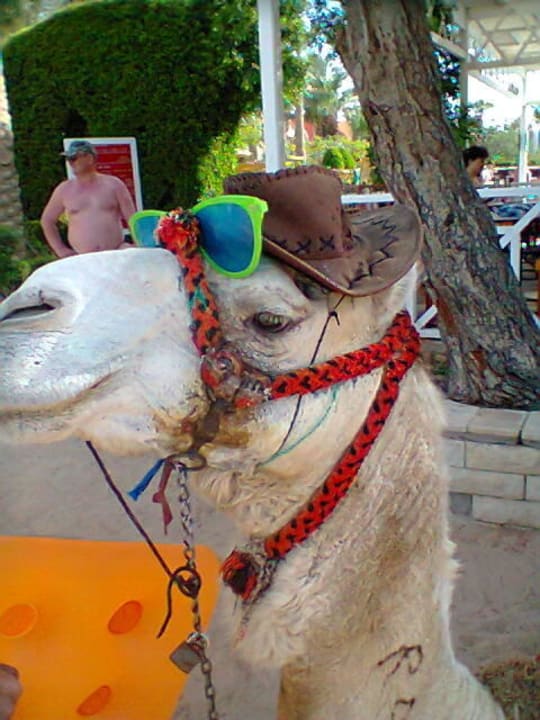 Cooler Rompo das Hotelkamel Bel Air Azur Resort - Adults only