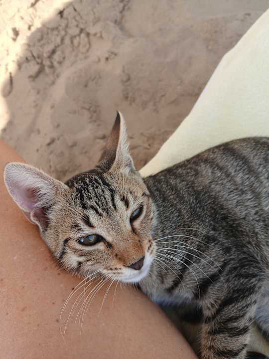Strand Seaden Corolla Hotel