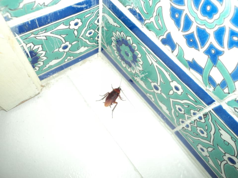 Kakerlaken im Bad Hotel El Mouradi Skanes Beach