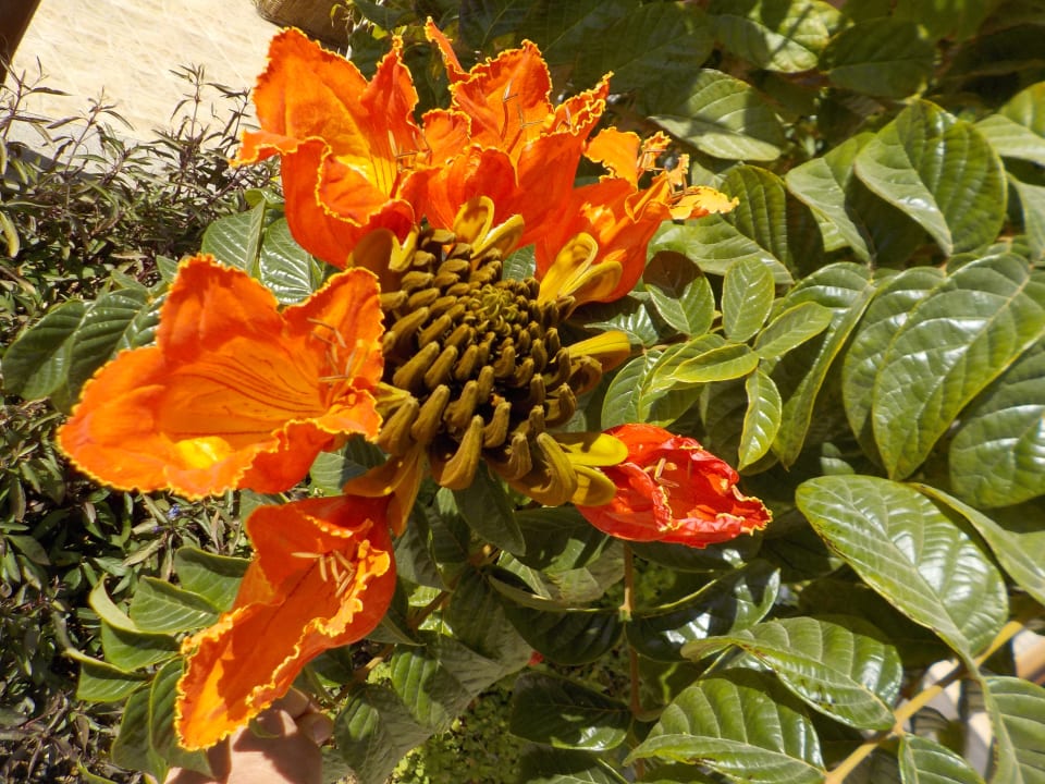 Gartenanlage Shams Prestige Abu Soma-Adults Only