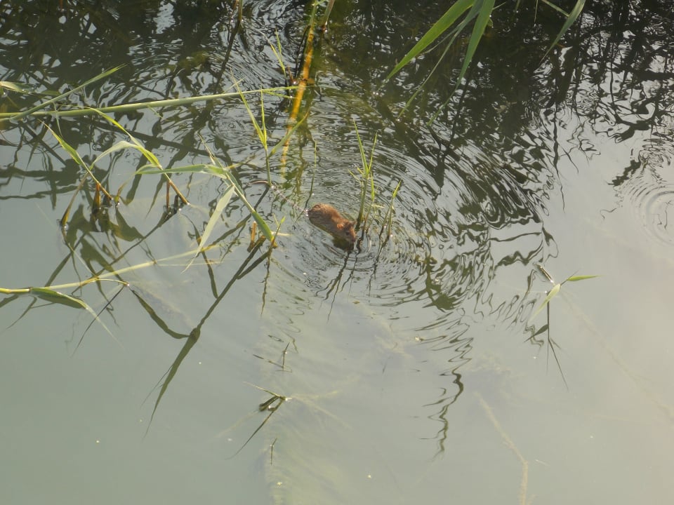 Die Ratten lieben den verseuchten Fluss Dream World Resort & Spa