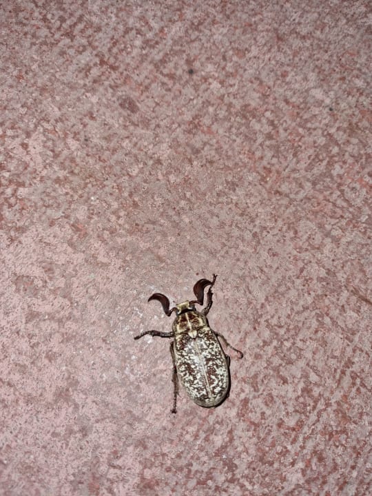 Sonstiges Saturn Palace Resort Hotel