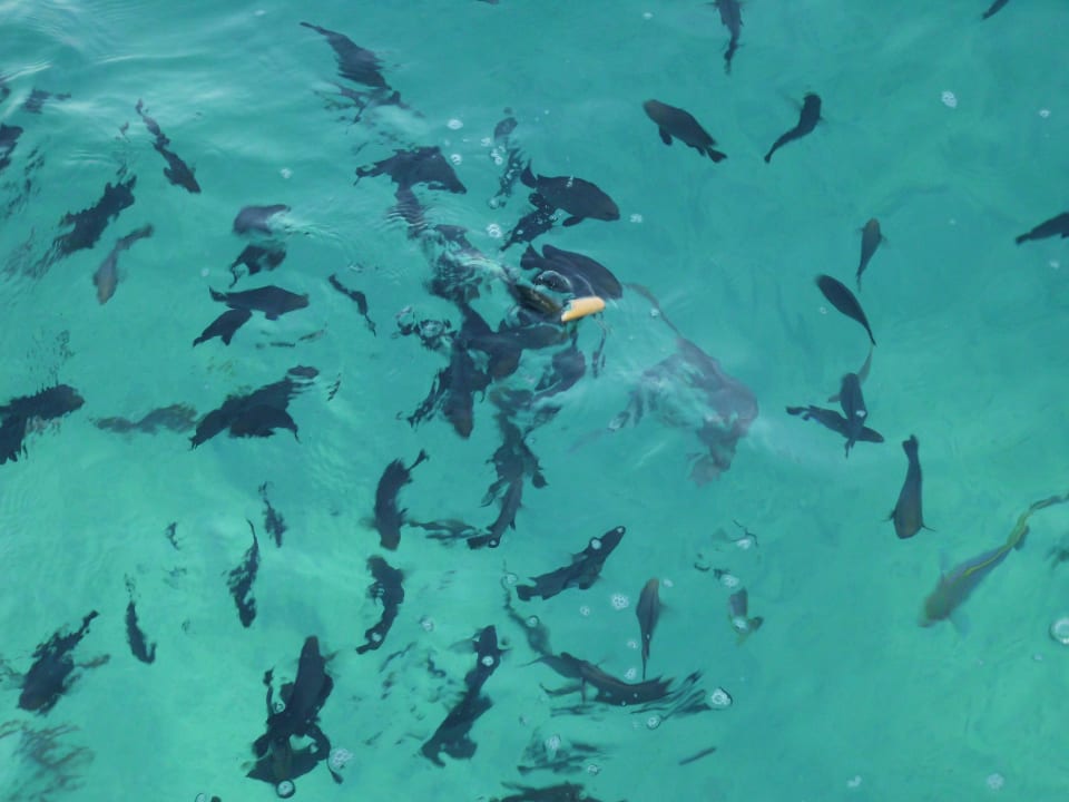 Rybki Titanic Beach Spa & Aqua Park