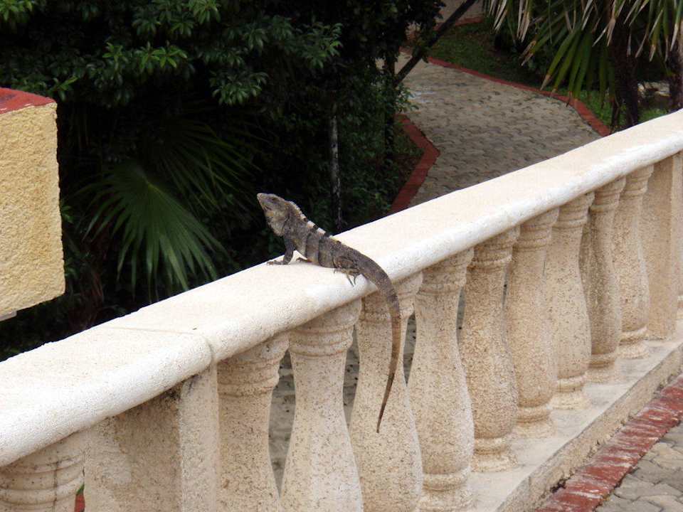 Einer von Tausenden Grand Palladium Select White Sand Resort & Spa