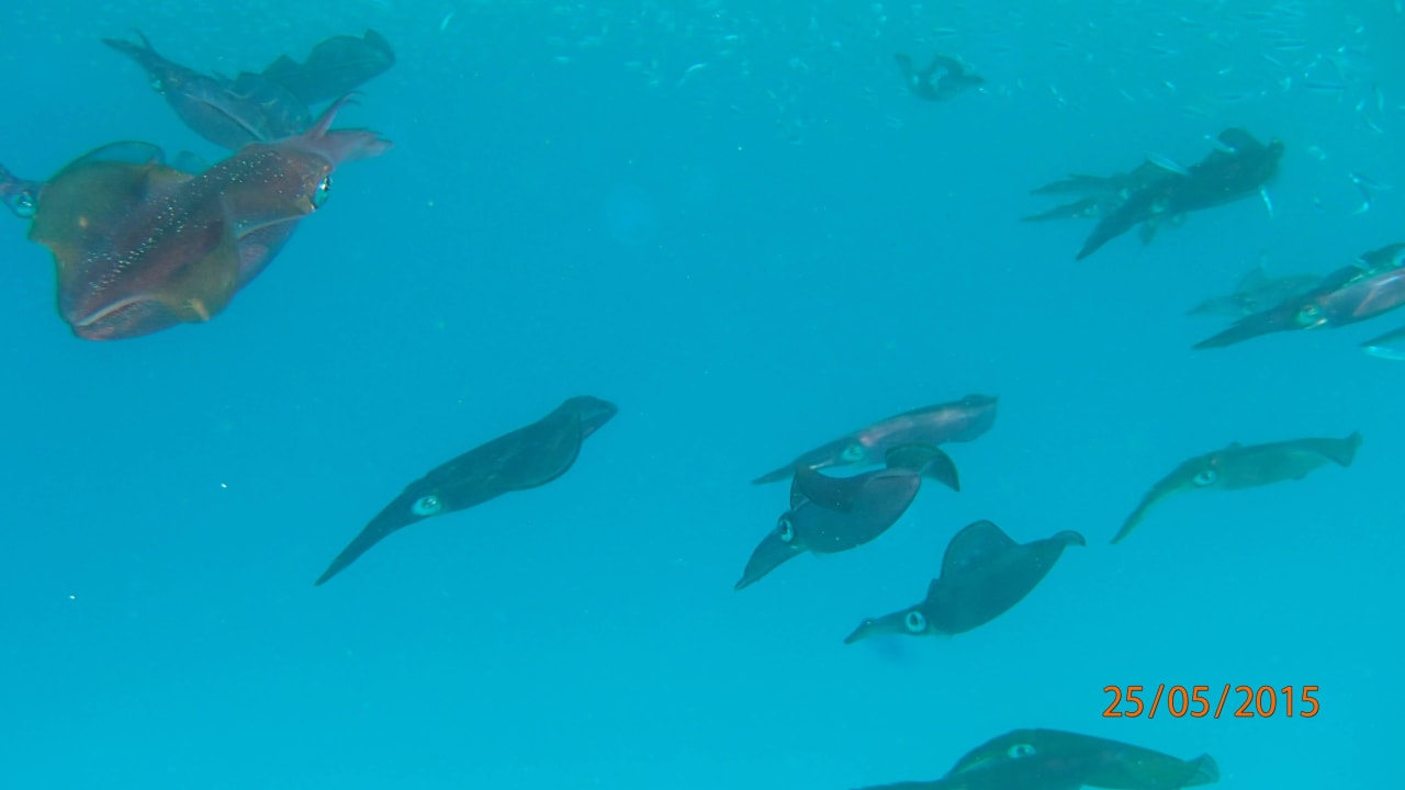 Makadi Beach Jaz Makadi Oasis Resort