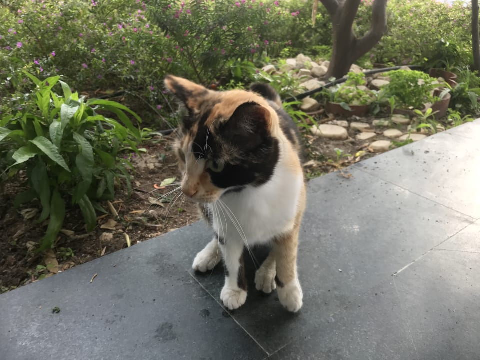 Gartenanlage Seaden Corolla Hotel