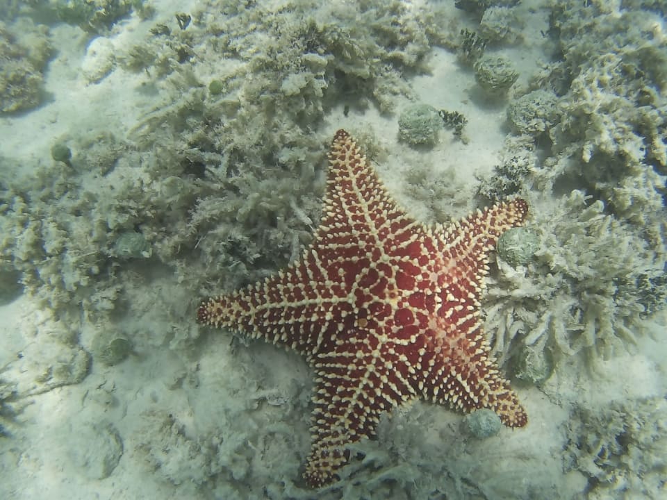 Unterwasserwelt Dreams La Romana Resort & Spa