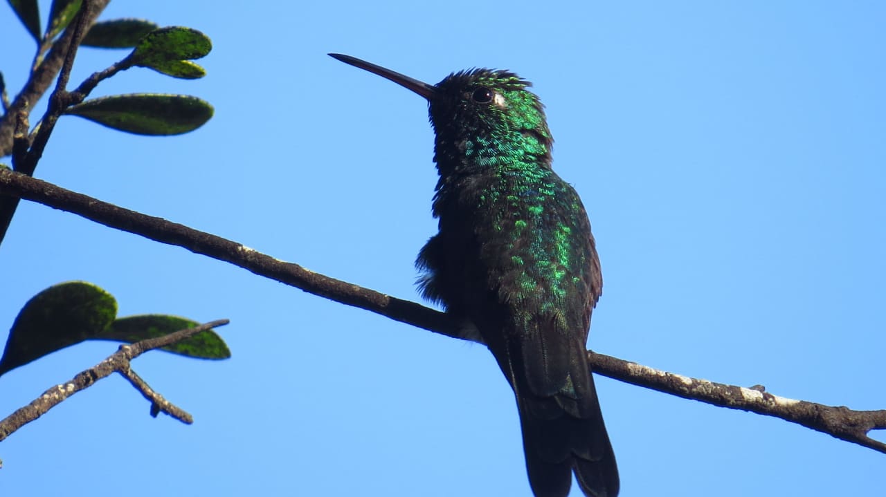 Kolibri Sol Rio De Luna y Mares