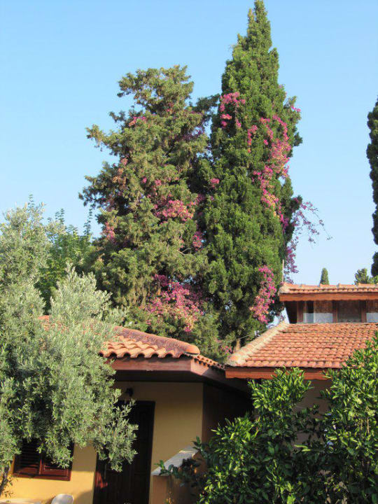 Blütenpracht Özlem Garden Hotel