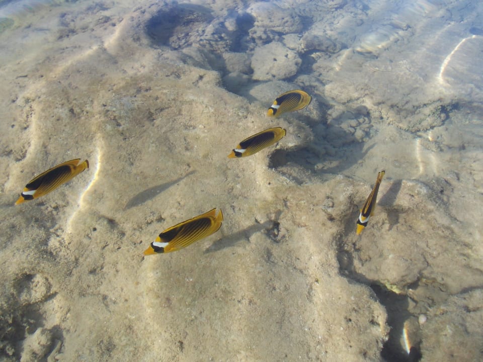 Rybki Rehana Royal Beach Resort Aqua Park & Spa