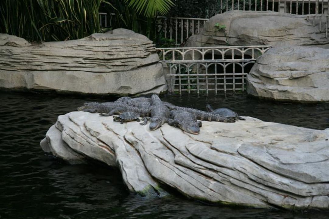 Krokodile im Hotel Hotel Gaylord Palms Resort and Spa