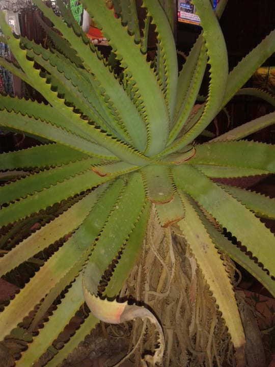 Hotelgarten Hotel Harry's