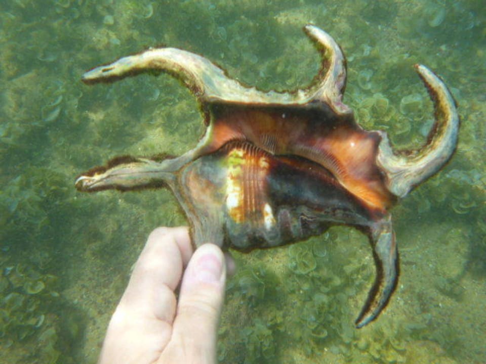Augen auf beim Schnorcheln Earl’s Reef Beruwala