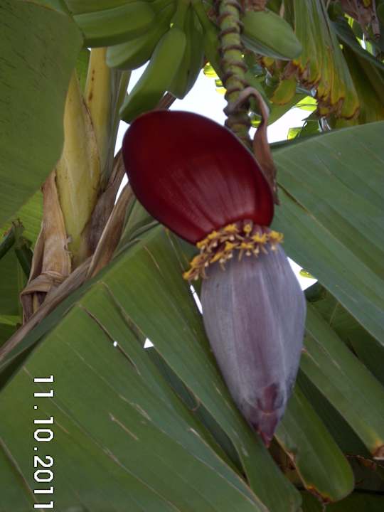 Bananenblüte Flipflop Cala Romantica