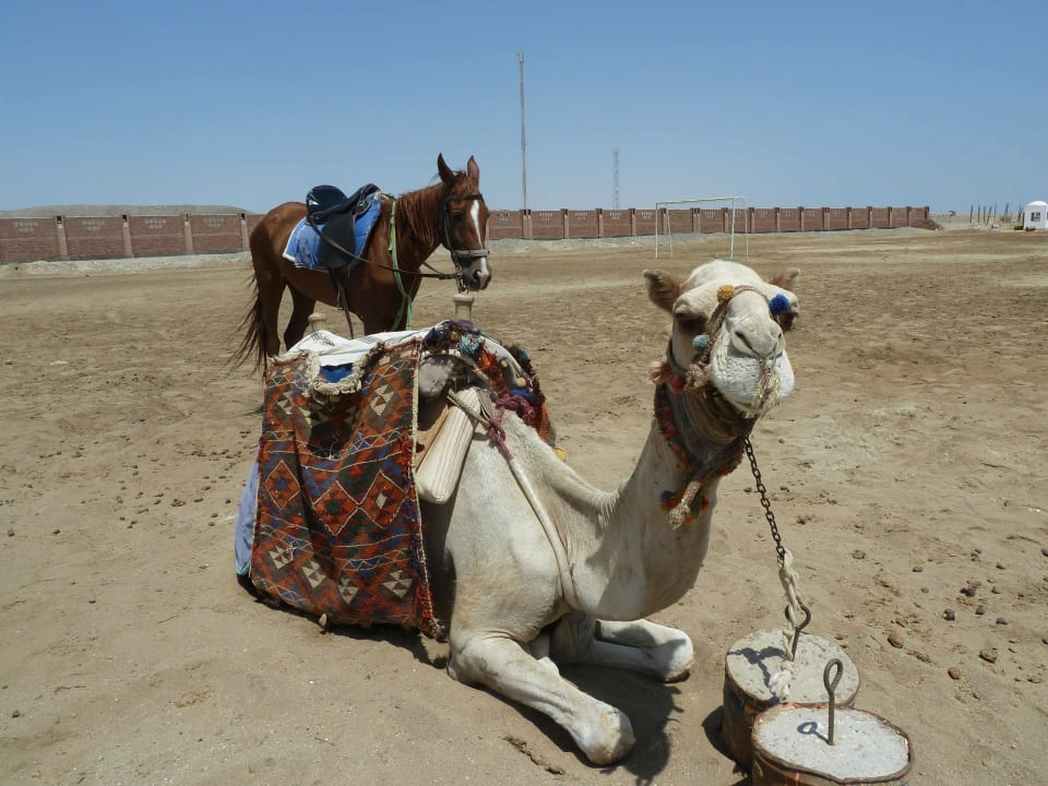 Kamel Shams Alam Beach Resort