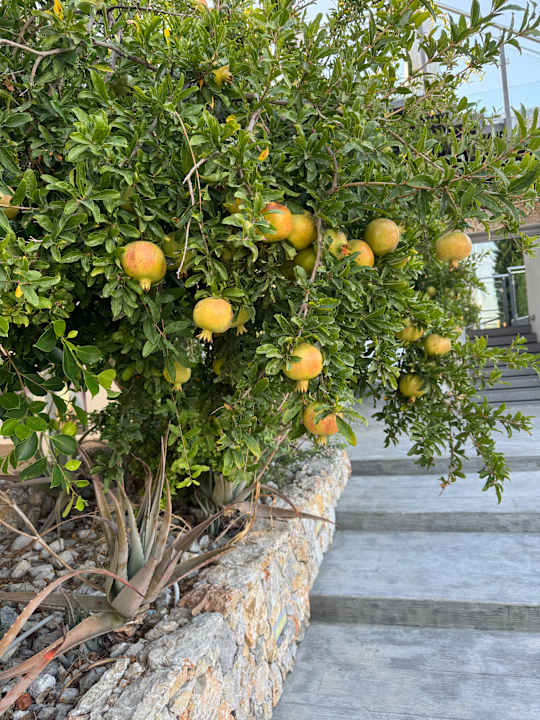Gartenanlage Ilios K Village Resort