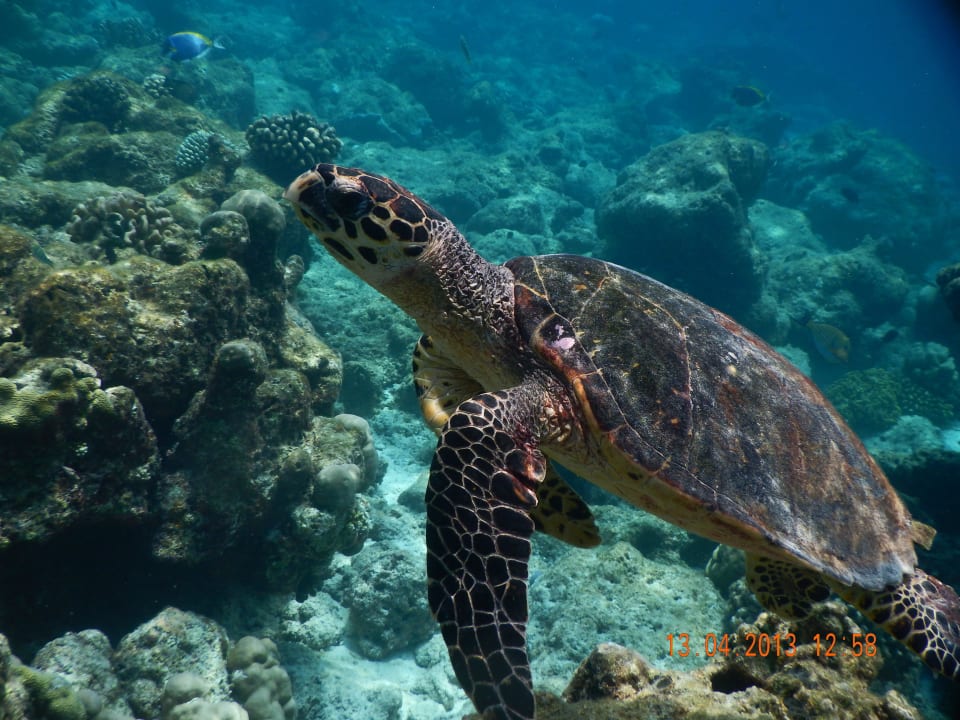 Filitheyo Filitheyo Island Resort