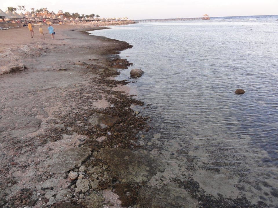 Plaża, wejście do wody Parrotel Beach Resort