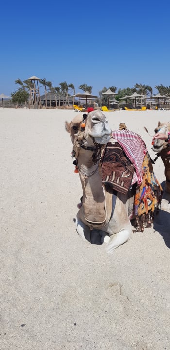 Strand Malikia Resort Abu Dabbab