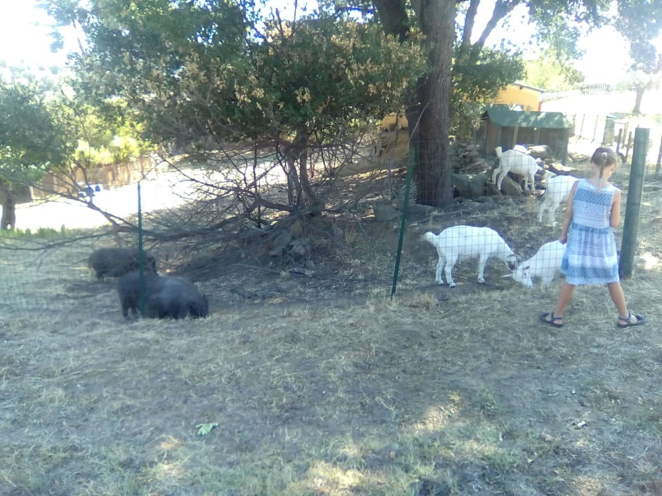 Tiere auf dem Bauernhof Agriturismo Fontelisa