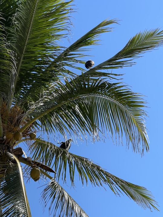 Gartenanlage Akumal Bay Beach & Wellness Resort