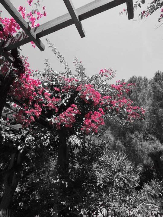 Jardins fleurit Apollonia Beach Resort & Spa
