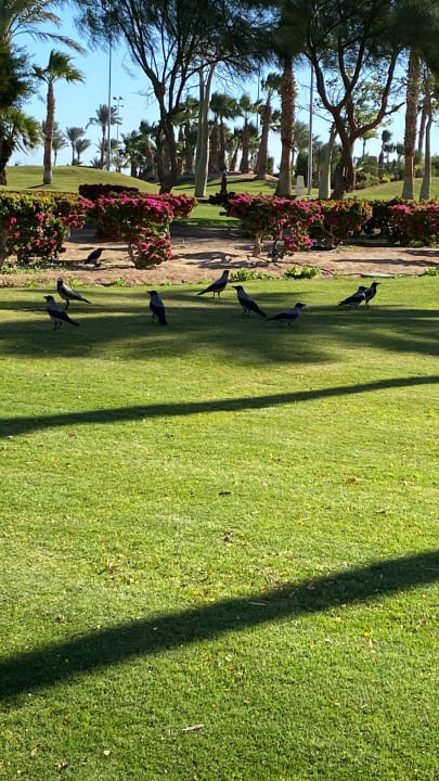 Gartenanlage Steigenberger Aqua Magic