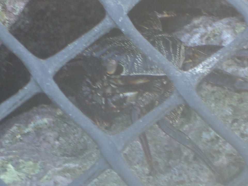 Krebs Kuramathi Maldives