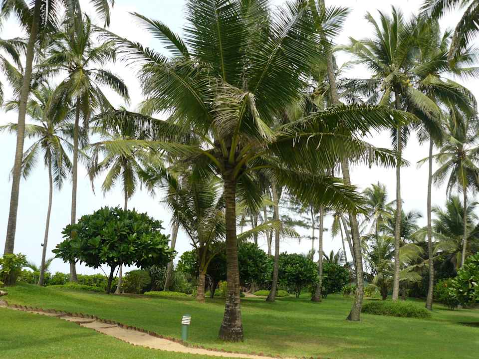 Ogród Hotel Palm Village
