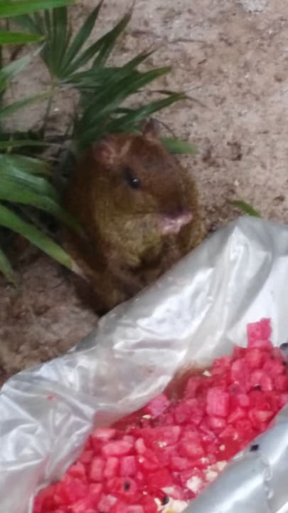 Sonstiges Hotel Riu Tequila