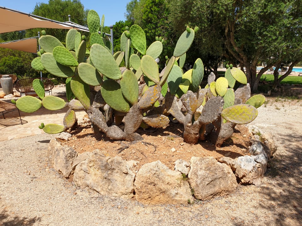 Gartenanlage Finca Ses Rotes Velles