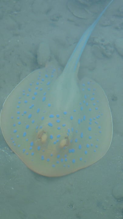 Strand Steigenberger Coraya Beach - Adults only