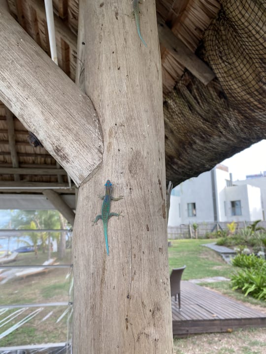 Außenansicht Solana Beach Mauritius